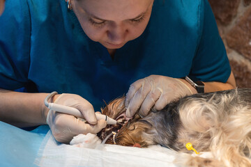 Veterinary dentistry. Dentist surgeon veterinarian treats the teeth of a Yorkshire terrier dog...