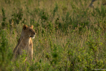 Lioness in the african plains