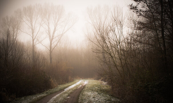 morning in the forest with snow and mist