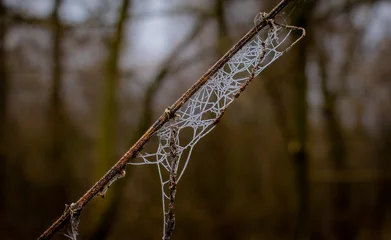 Foto auf Leinwand beautiful frozen spider web in the forest. © yvet