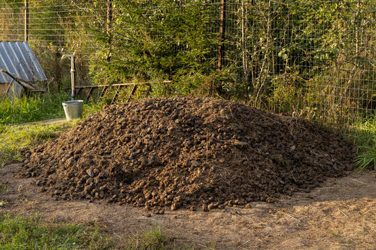 A large pile of horse manure removed from the stall. Animal droppings are used in organic fertilizers in agriculture. Herbivore dung is used as fertilizer when planting.