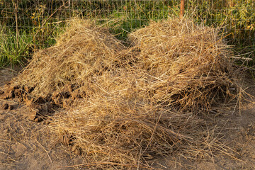 Naklejka premium Old hay and droppings are placed in a compost heap to rot. A pile of horse manure to fertilize the land during planting. Environmentally friendly fertilizer - farm animal manure.