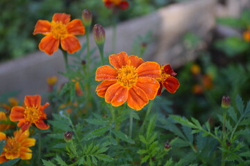 Orange 'French Marigold' edible flowers