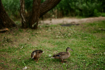 green grass and ducks in the daytime