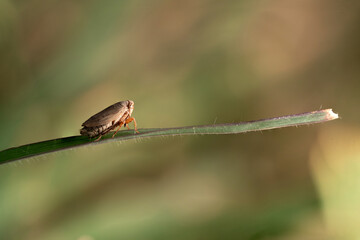 Macro insect on Grass