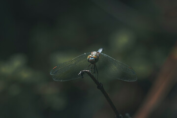 Dragon fly in wild