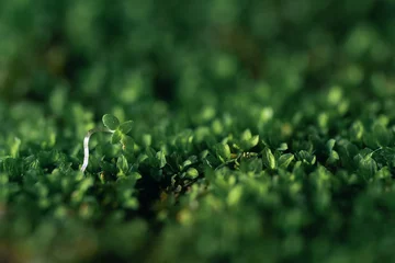 Crédence de cuisine en verre imprimé Herbe green grass background
