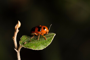 bug on a leaf