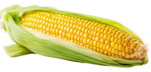Corn on the cob. Corn on a light transparent background. PNG file. Generative artificial intelligence
