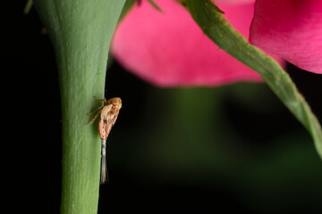 Bug under the rose