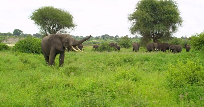 An African elephant trumpeting in front of its herd in the jungle.
