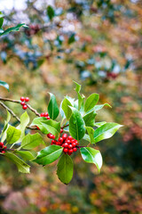 red berries on a branch