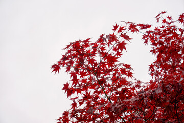 red acer leaves