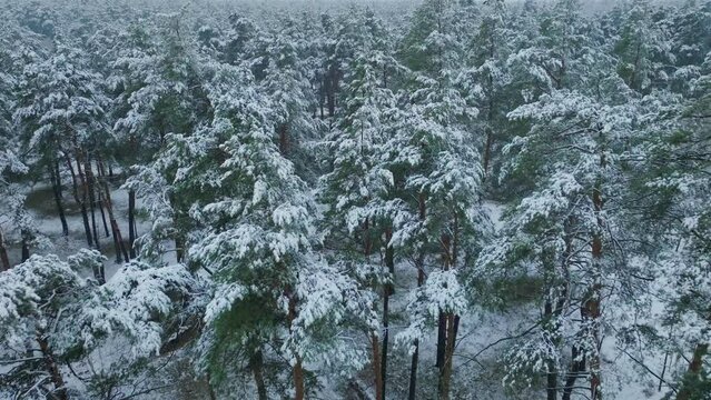 Snow storm winter fall white weather aerial view season forest branch