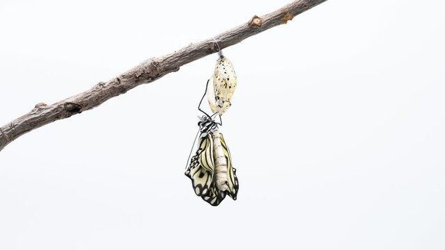 Metamorphosis of butterfly newborn timelapse 4K White background idea leuconoe