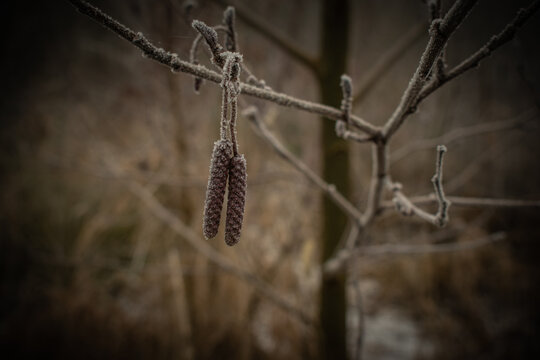 frozen tree with ice on it.
