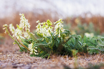 Nuttall's Milkvetch (Astragalus nattallii), wildflowers, perennial, native to California. It grows...