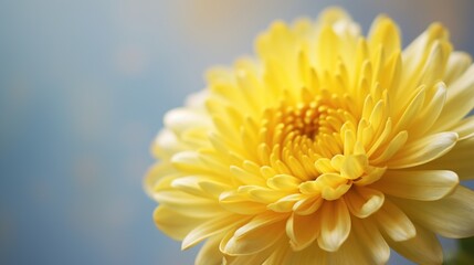 Beautiful yellow chrysanthemum flower on blue background