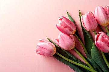 Tulips on a plain background with copy space