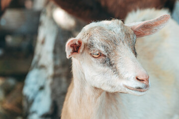 Kid goat in pen on dairy farm