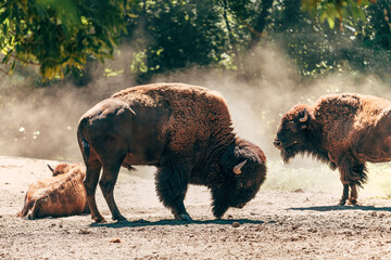 Group of wild buffaloes on dusty ground in summer afternoon