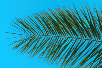 Palm tree leaf against blue sky, tropical summer season background