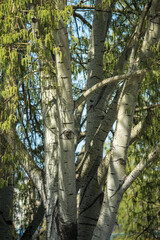 White poplar (Populus alba) tree in spring