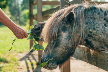 Feeding shetland pony horses at farm barn, close up of female hand feeding animals with lush grass