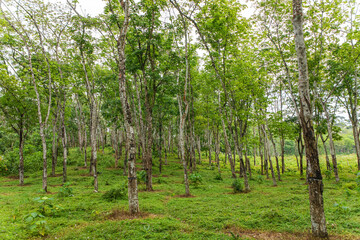 Enchanting Rubber Tree Grove in Sri Lanka