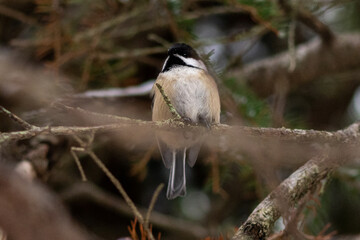 A tiny black-capped chickadee perched on a branch of a birch tree in a forest.The bark on the tree is peeling and curling. The small bird has a black cap, round body with white black and grey feathers