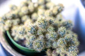 close up of a cactus