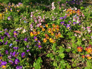 Multi-colored viola tricolor flowers bloom on a flowerbed in the park.
