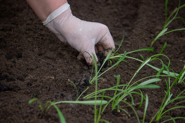 close-up of a female farmer planting flower seedlings