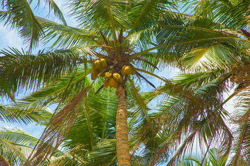 From below palm tree with green branches and coconuts