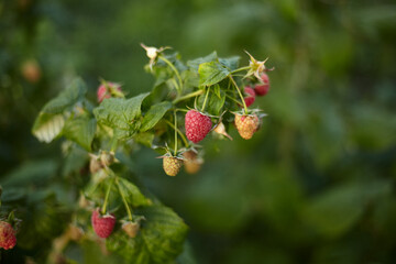 A branch with ripe raspberry fruits at the ripening stage
