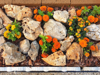 Yellow and orange zinnia flowers bloom in a flowerbed among stones.