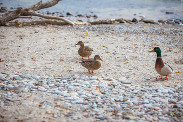 Two female mallard ducks on a rocky shore