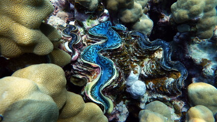 Rugose giant clam. Molluscs, type Mollusca. Bivalve mollusks. Family Tridacnidae - Tridacnidae....