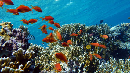 Naklejka premium Colorful tropical fish on a coral reef, amazingly beautiful fairy world. In the coral gardens of the Red Sea.