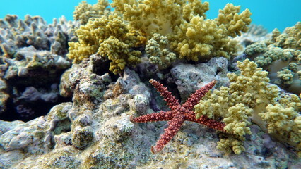 Beautiful coral reefs and Red Sea koral gardens.  © Vitalii6447
