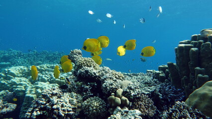 Masked butterflyfish. Fish - a type of bone fish Osteichthyes. Butterfly fish Chaetodontidae....