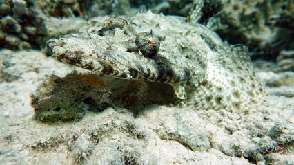 
Crocodile fish, fish bone type fish Osteichthyes Flathead (Platycephalidae). 

