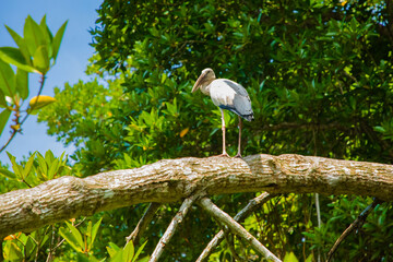 Indian stork gaping gongal in mangrove forest