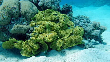 Beautiful coral reefs and Red Sea koral gardens.  © Vitalii6447