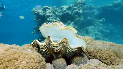 Rugose giant clam. Molluscs, type Mollusca. Bivalve mollusks. Family Tridacnidae - Tridacnidae. Large tridacna.