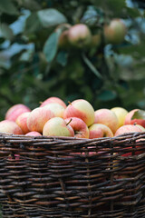 Ripe apples in the big wicker basket in the orchard. Harvest concept.