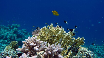 Obraz na płótnie Canvas Colorful tropical fish on a coral reef, amazingly beautiful fairy world. In the coral gardens of the Red Sea.