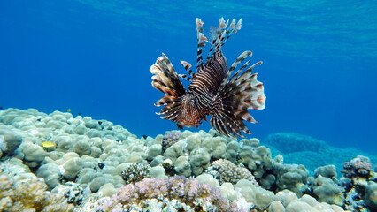 Lion Fish in the Red Sea in clear blue water hunting for food .