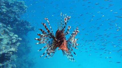 Lion Fish in the Red Sea in clear blue water hunting for food .