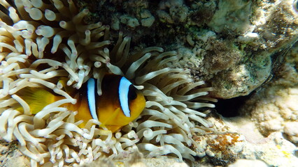Fototapeta na wymiar Clown fish amphiprion (Amphiprioninae). Red sea clown fish. 